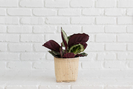6" Prayer (CALATHEA SANGUINEA) Indoor Plant + Handmade Basket