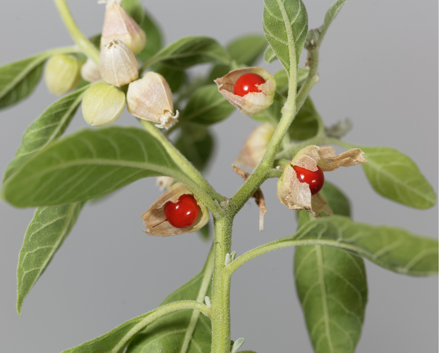 Organic Ashwagandha, The Ancient Treasure Supplement