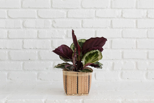 6" Prayer (CALATHEA SANGUINEA) Indoor Plant  + Handmade Basket