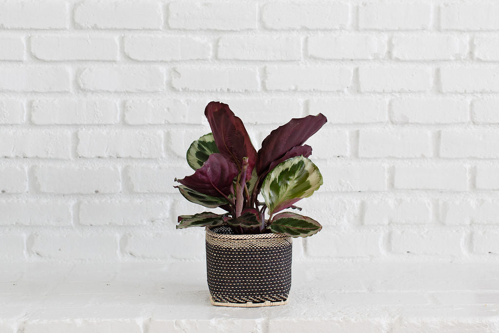 6" Prayer (CALATHEA SANGUINEA) Indoor Plant  + Handmade Basket