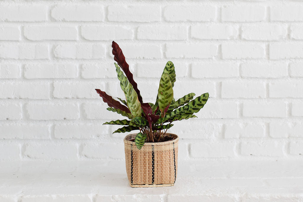 6" Rattlesnake Indoor Plant + Handmade Planter Basket