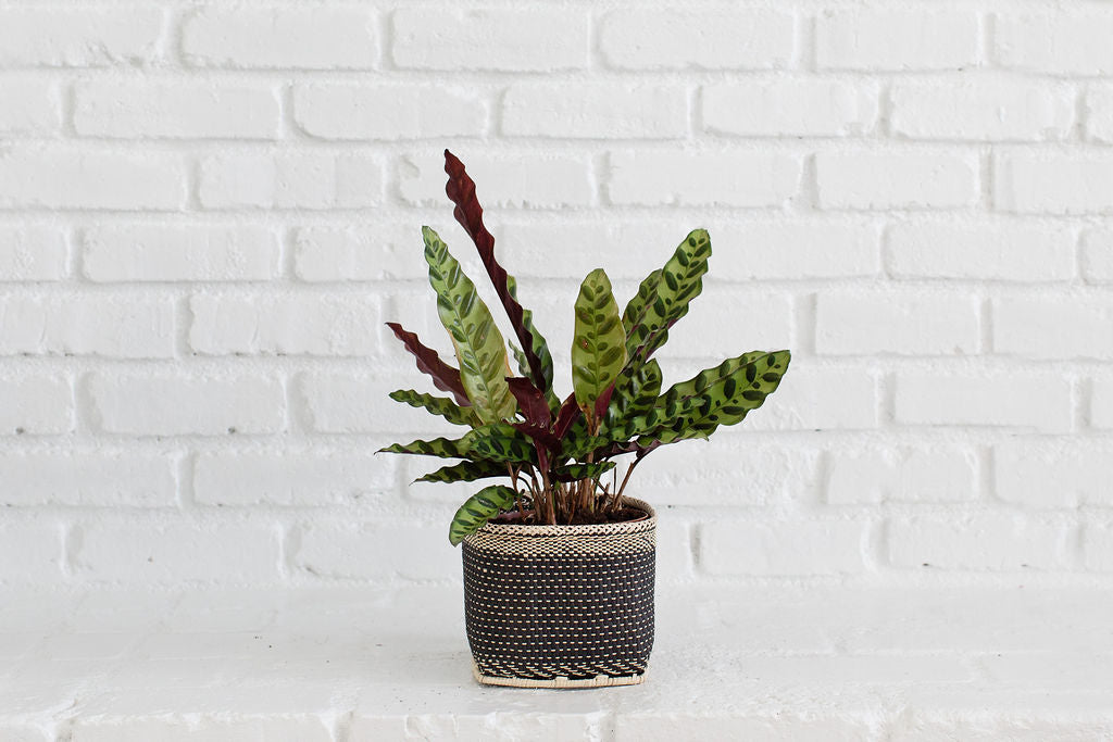 6" Rattlesnake Indoor Plant + Handmade Planter Basket