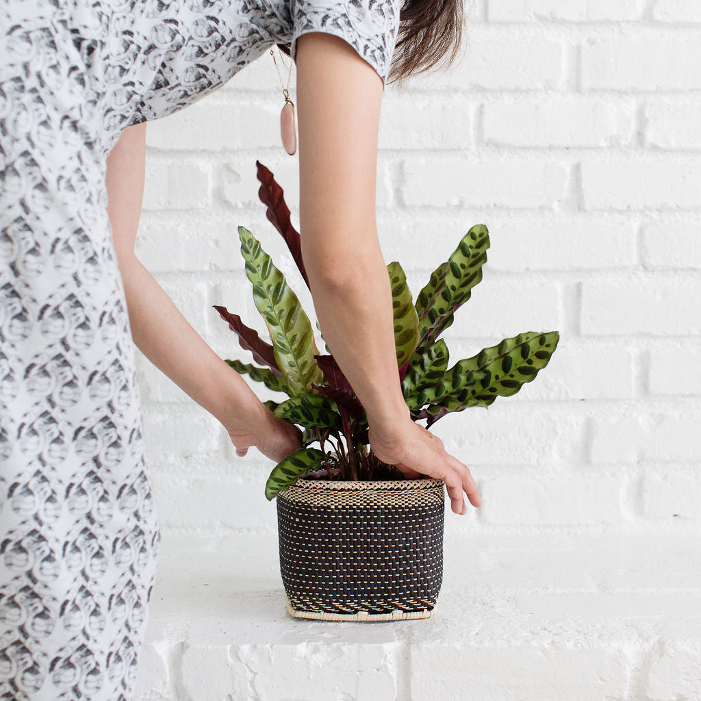 6" Rattlesnake Indoor Plant + Handmade Planter Basket