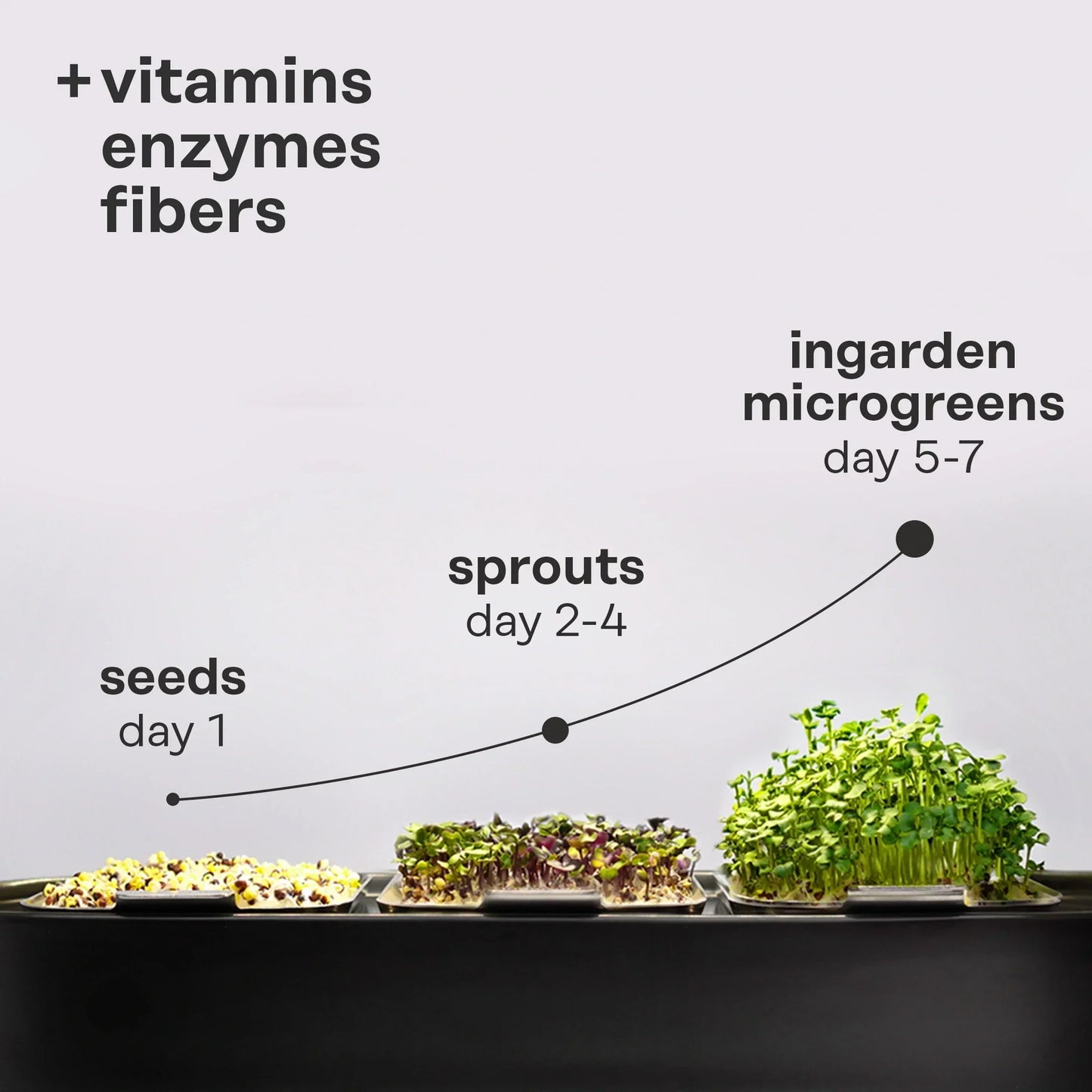 Mustard Superfood Seeds for Germination (Zinc Booster)