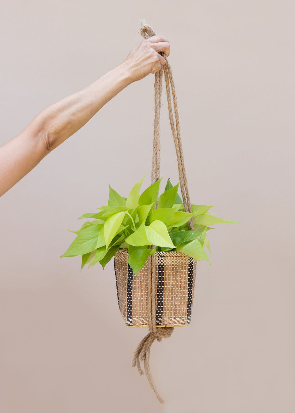 6" Neon Pothos Indoor Plant + Handwoven Hanging Planter Basket