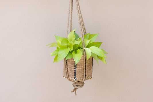 6" Neon Pothos Indoor Plant + Handwoven Hanging Planter Basket