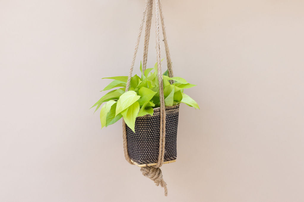 6" Neon Pothos Indoor Plant + Handwoven Hanging Planter Basket