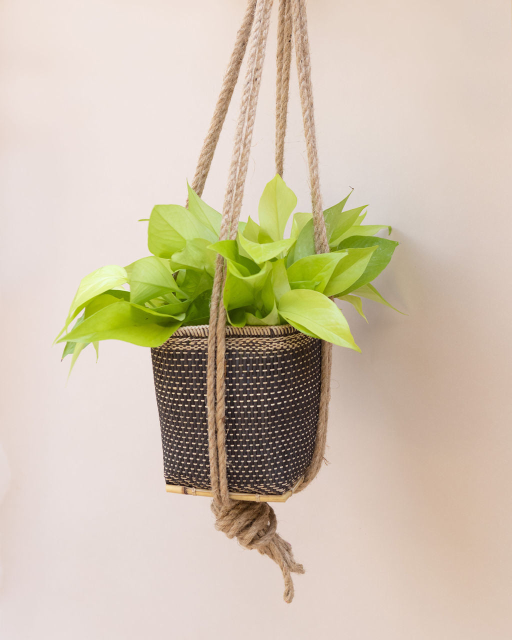 6" Neon Pothos Indoor Plant + Handwoven Hanging Planter Basket