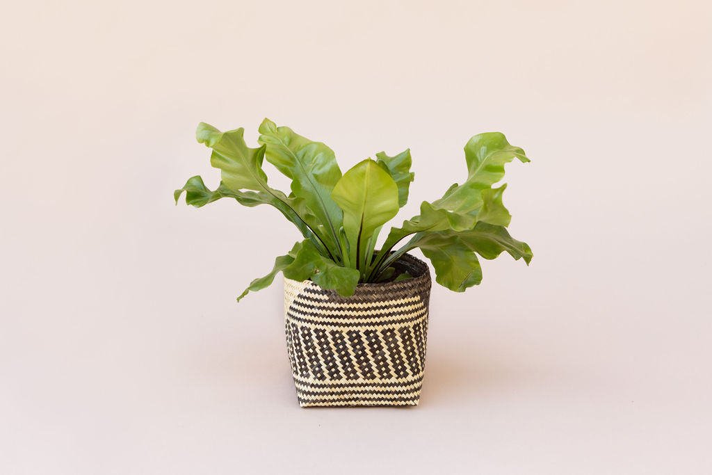 6" Bird's Nest Fern Indoor Plant + Handmade Sustainable Basket