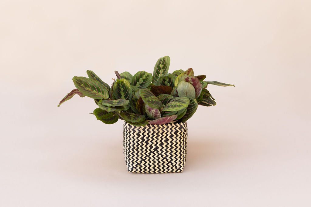 6" Maranta Prayer (Manranta Leuconeura) Indoor Plant + Handwoven Basket