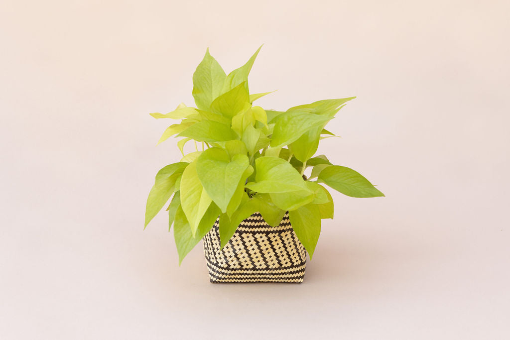 6" Neon Pothos Indoor Plant + Handwoven Planter Basket