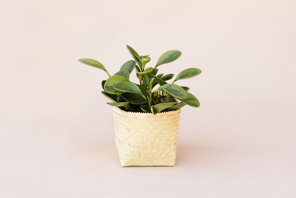 6" Marble Peperomia Indoor Plant + Sustainable Handmade Basket