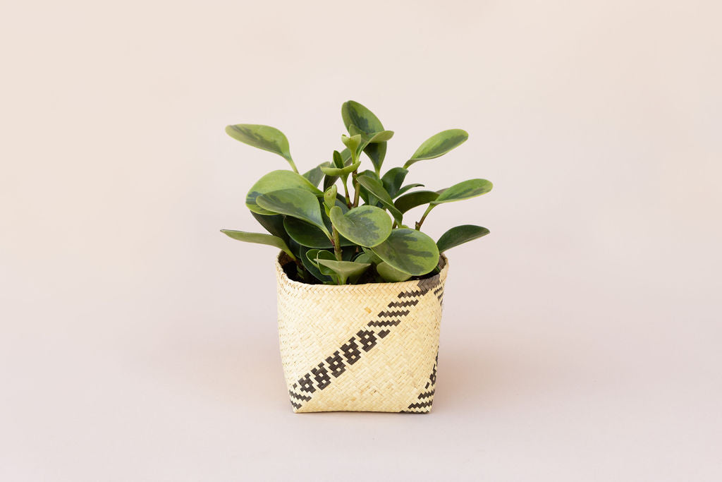 6" Marble Peperomia Indoor Plant + Sustainable Handmade Basket