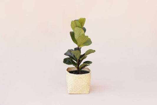 6" Fiddle Leaf Fig (FICUS LYRATA) Indoor Plant + Handmade Sustainable Basket