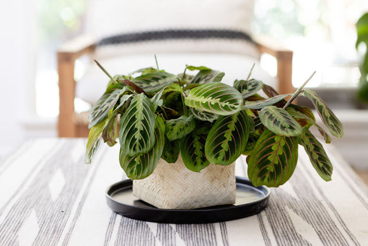 6" Maranta Prayer (Manranta Leuconeura) Indoor Plant + Handwoven Basket