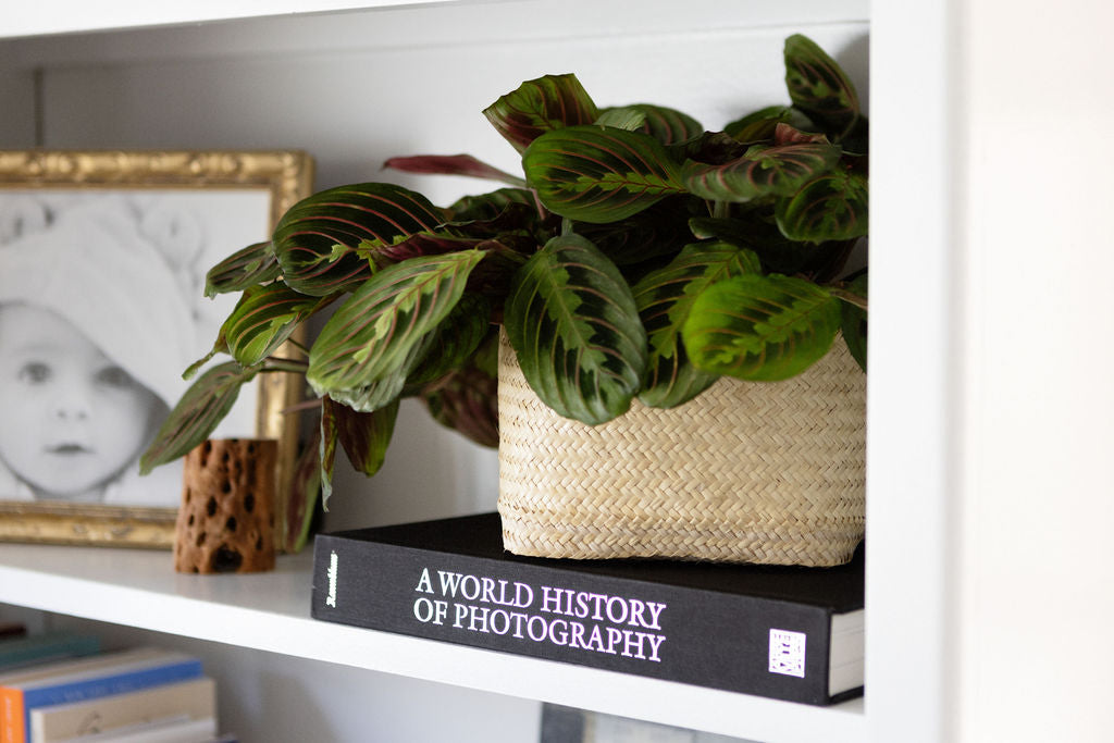 6" Maranta Prayer (Manranta Leuconeura) Indoor Plant + Handwoven Basket