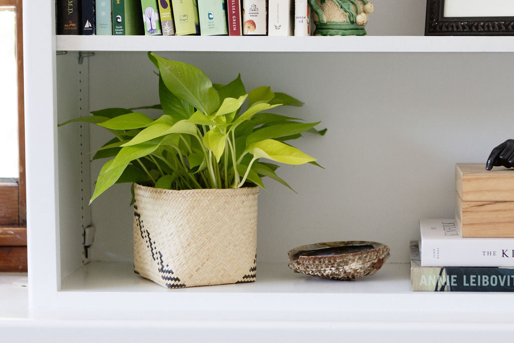 6" Neon Pothos Indoor Plant + Handwoven Planter Basket