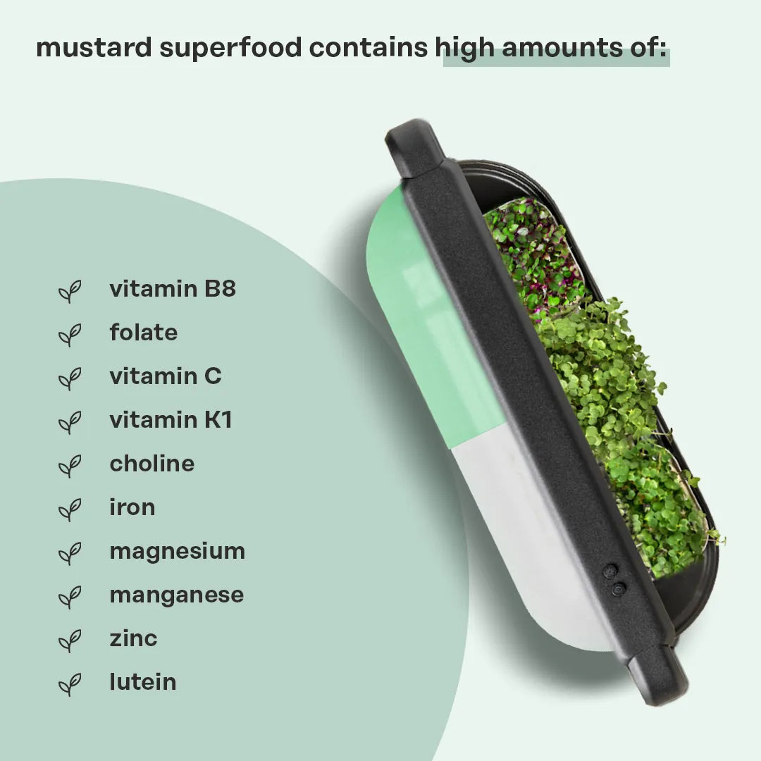 Mustard Superfood Seeds for Germination (Zinc Booster)