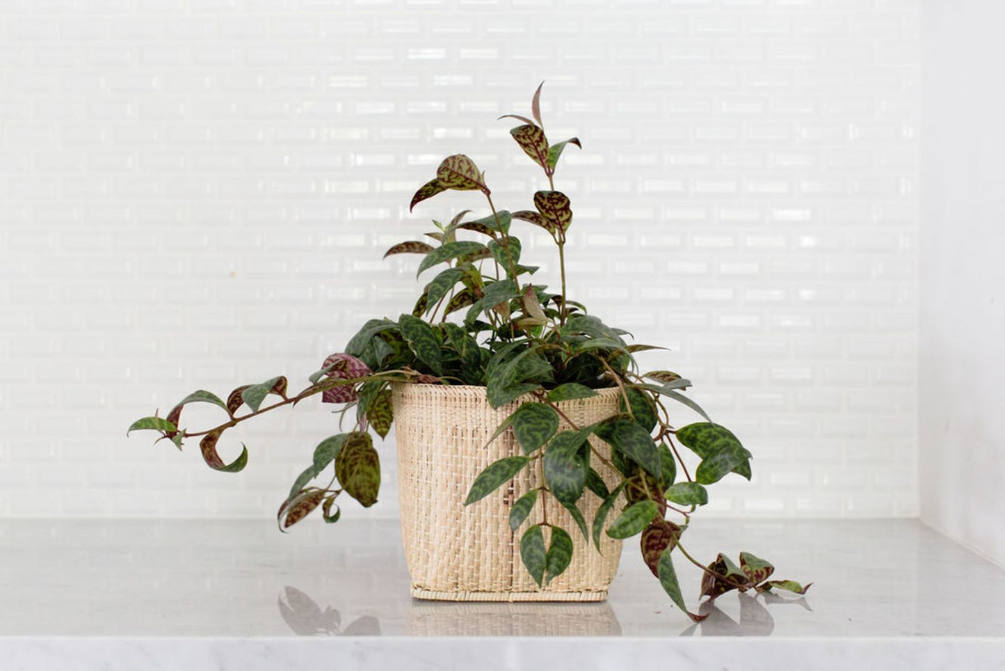 Lipstick Black Pagoda Indoor Plant + Handmade Basket - Sustainable