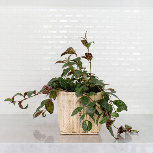 Lipstick Black Pagoda Indoor Plant + Handmade Basket - Sustainable