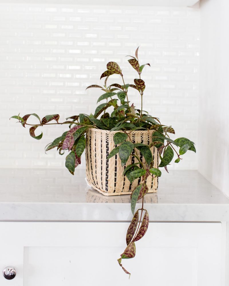 Lipstick Black Pagoda Indoor Plant + Handmade Basket - Sustainable