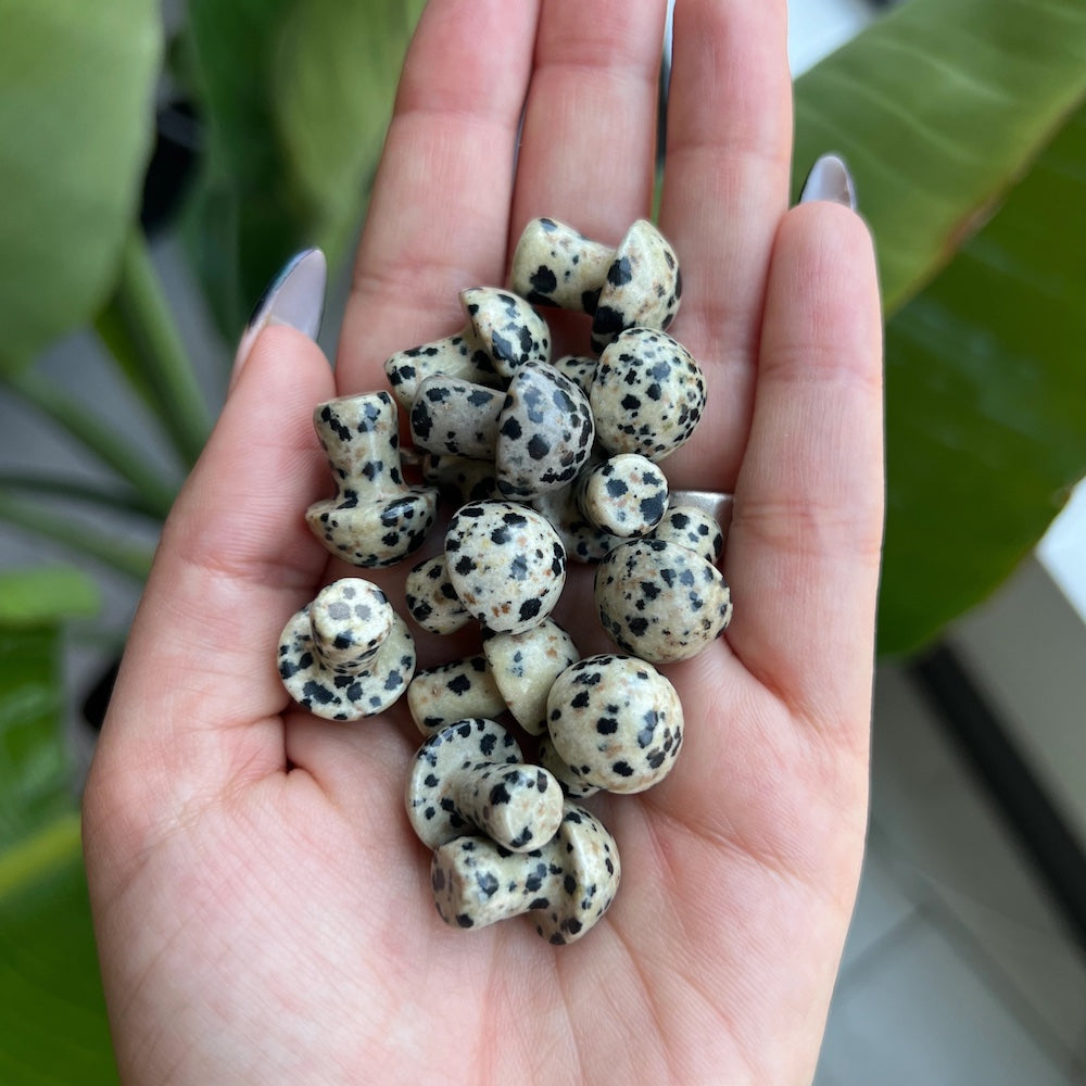 Mini Protection, Grounding, Stability Dalmatian Jasper Mushrooms